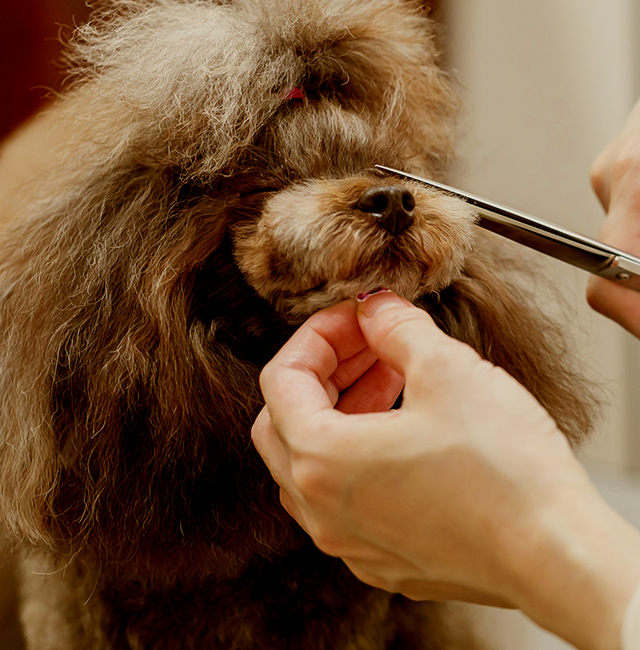 Dog Salon motto